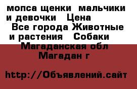 мопса щенки -мальчики и девочки › Цена ­ 25 000 - Все города Животные и растения » Собаки   . Магаданская обл.,Магадан г.